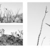 Desire Lines by Lara Shipley