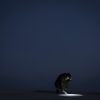Overlapse - Thinking Like an Island - Chiapparini + Marrese